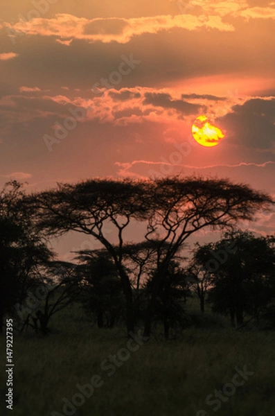 Fototapeta coucher de soleil dans le Parc du Sérengeti en Tanzanie