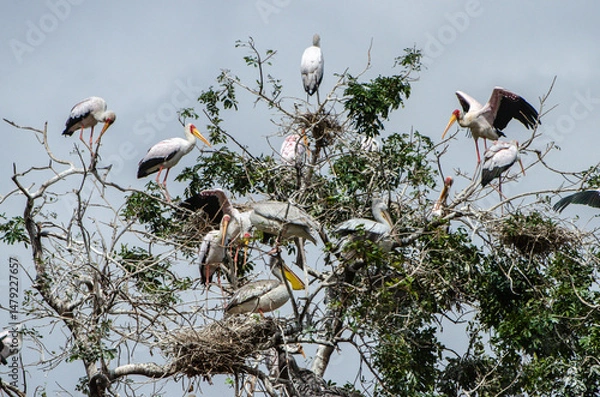 Fototapeta tantales dans le Parc du Sérengeti en Tanzanie