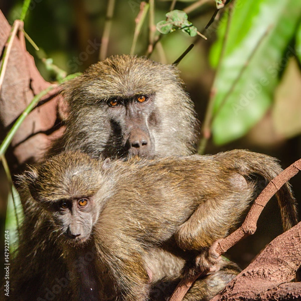 Fototapeta babouins dans le Parc du Sérengeti en Tanzanie