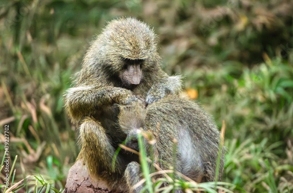 Fototapeta babouins dans le Parc du Sérengeti en Tanzanie