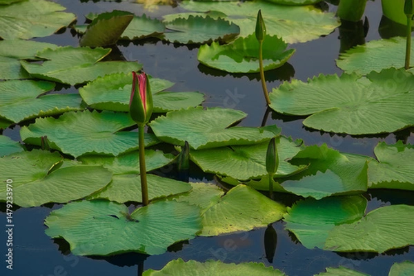 Fototapeta A pond with lotus leaves and two lotus flowers