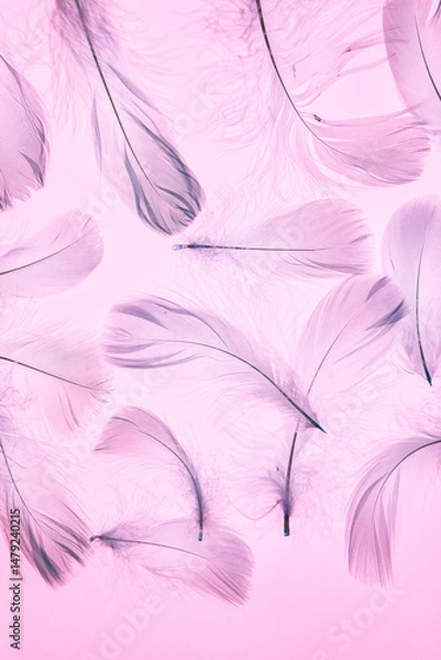 Fototapeta Feather Pattern.Close-Up of Pink Feathers Texture.Macro Photograph of Delicate Feathers.