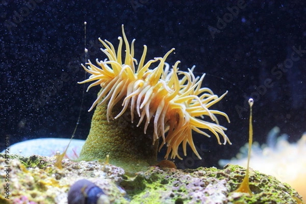 Obraz Sea anemone