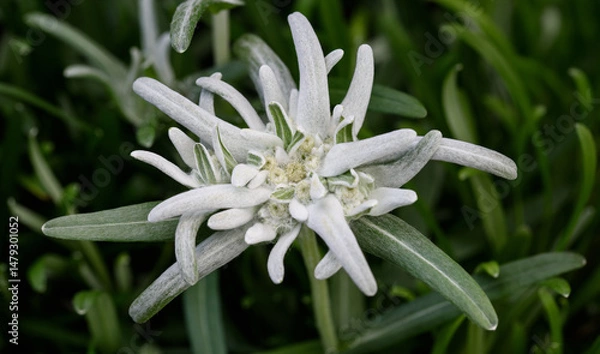 Obraz Edelweiss flower