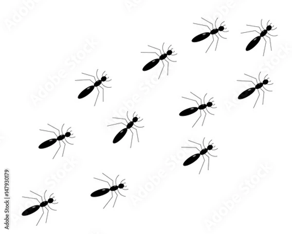 Obraz Ameisenstraße