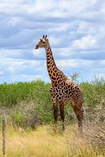 Obraz Giraffe