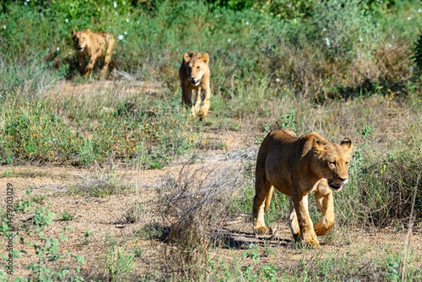 Obraz Three lions in the savannah