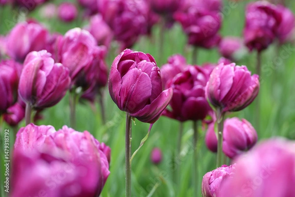 Obraz Purple tulip flowers with water drops, spring background. Field of blooming tulips during rain