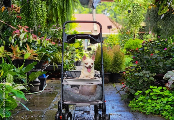 Fototapeta brown short hair chihuahua dog sitting  in pet stroller in the garden or plant shop. Smiling happily.