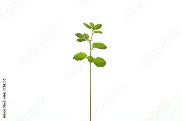 Fototapeta A single sprig of vibrant green herb against a stark white backdrop