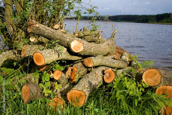 Fototapeta forestry management