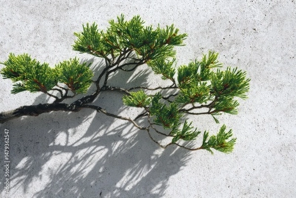 Obraz Bonsai tree casting shadows on concrete surface.