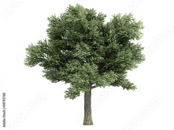 Obraz Oak (Quercus petraea)