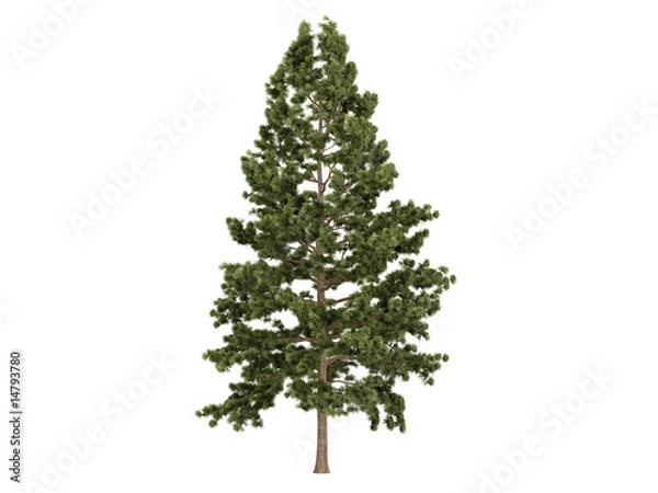 Obraz Cork pine (Pinus strobus)