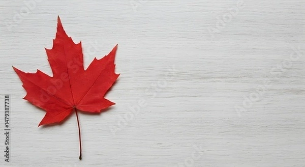 Obraz Red maple leaf on rustic white wood, minimal Canada Day flat lay