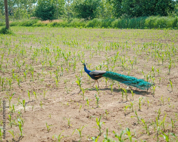 Fototapeta A beautiful peacock with vibrant feathers walks across a field of young green plants on a sunny day.