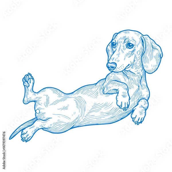 Obraz Reclining Dachshund dog illustration in a playful pose drawn in vintage line art style

