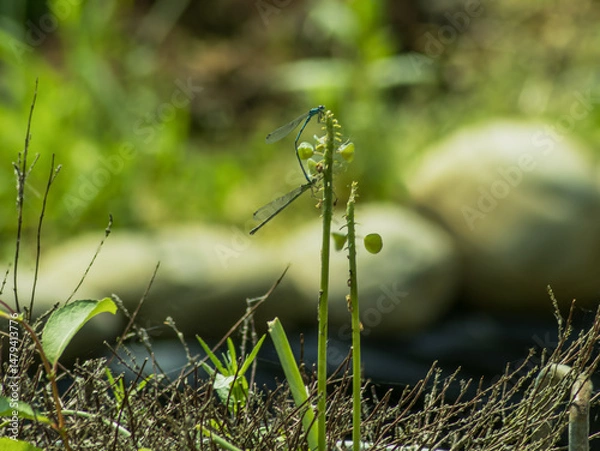 Obraz Durch den Garten