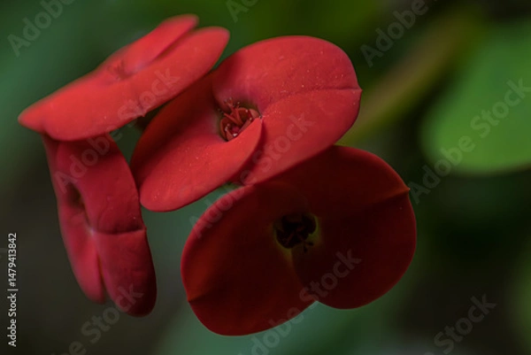 Obraz Durch den Garten