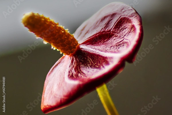 Obraz Durch den Garten