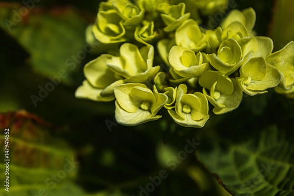 Obraz Durch den Garten