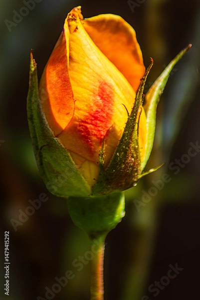 Obraz Durch den Garten