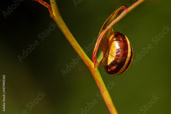 Obraz Durch den Garten