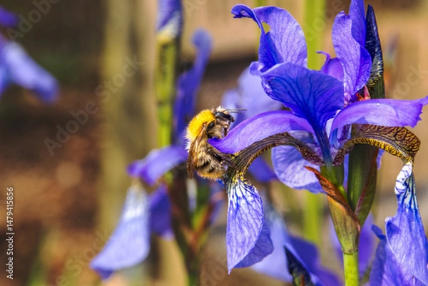 Obraz Durch den Garten