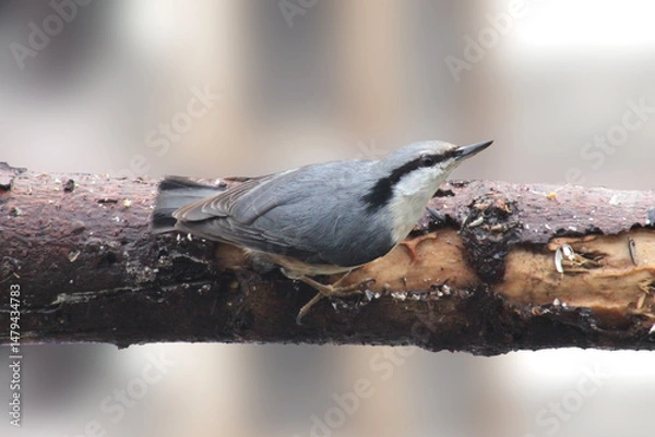 Fototapeta The Eurasian nuthatch or wood nuthatch (Sitta europaea) on a branch, close up. Blurred background, isolated. Europe, Latvia