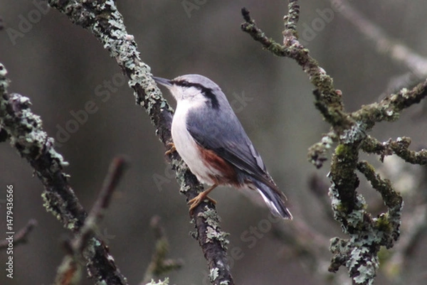Fototapeta The Eurasian nuthatch or wood nuthatch (Sitta europaea) on a branch, close up, natural habitat, Europe, Latvia