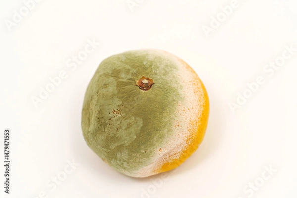 Obraz Spoiled tangerine with mold on a white background.
