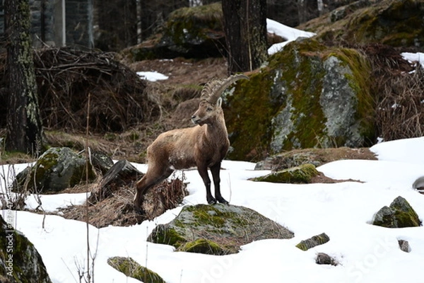 Obraz Stambecco delle Alpi
