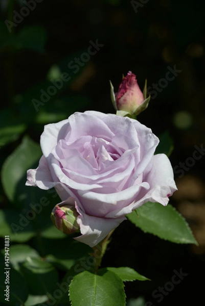 Fototapeta イエライシャン　バラの花