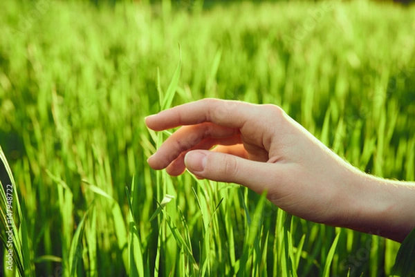 Fototapeta pure green grass on a meadow, hand