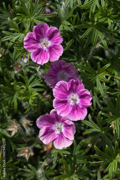 Obraz Trois géraniums roses