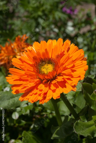 Obraz Fleur de souci orange