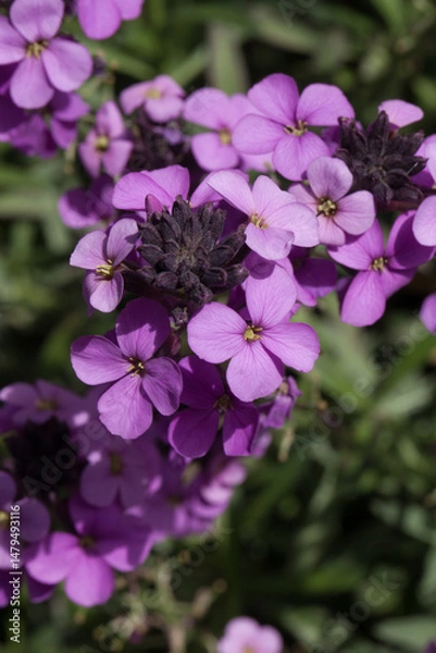 Obraz Giroflées mauves