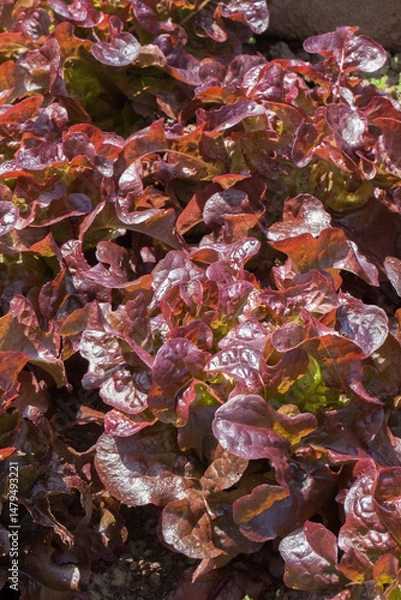 Obraz Plantation de laitues