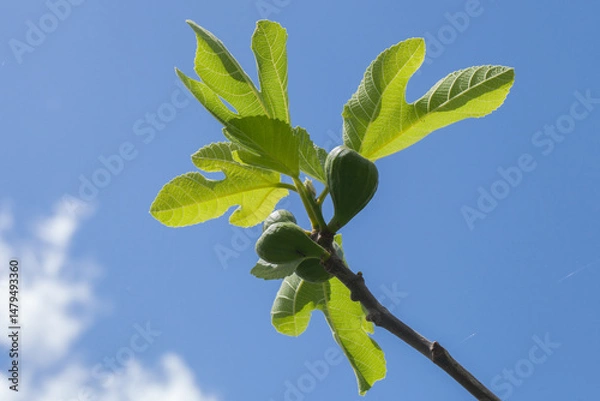 Obraz Jeunes figues se détachant sur un ciel bleu