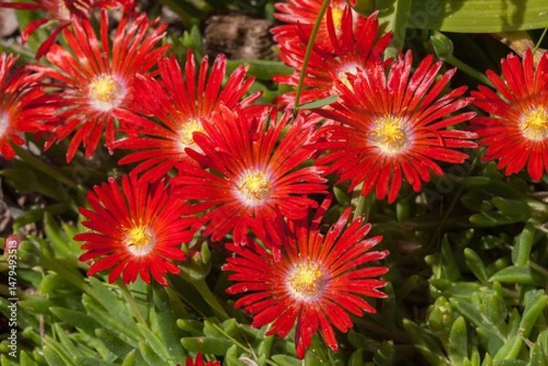 Obraz Parterre de fleurs de pourpier