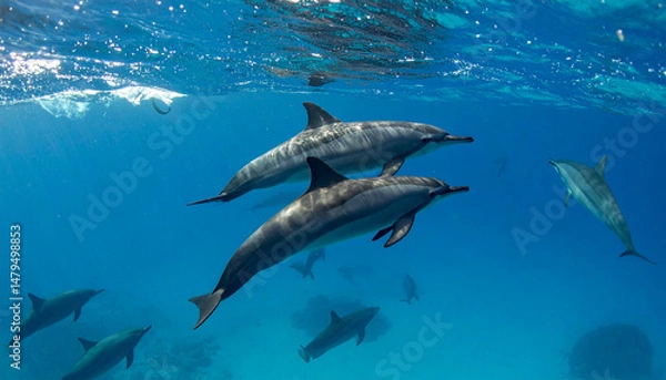 Obraz Dolphins swim in a blue ocean; a group of them under clear water
