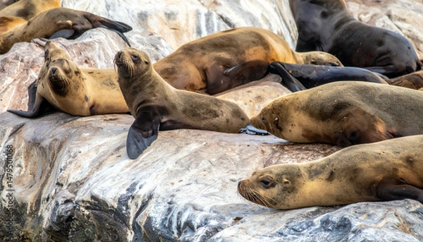 Obraz Sea lions lounge, sunning on rocky outcropping, some looking towards the viewer