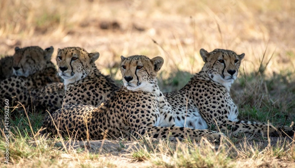 Obraz Resting cheetahs