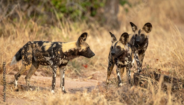 Obraz Pack of three wild dogs amidst golden savanna, alert and observant in natural setting