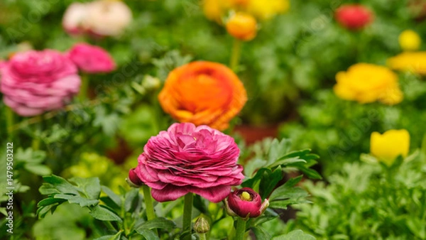 Fototapeta Pink, orange, yellow and red ranunculus flowers in bloom in spring, Image with selective focus