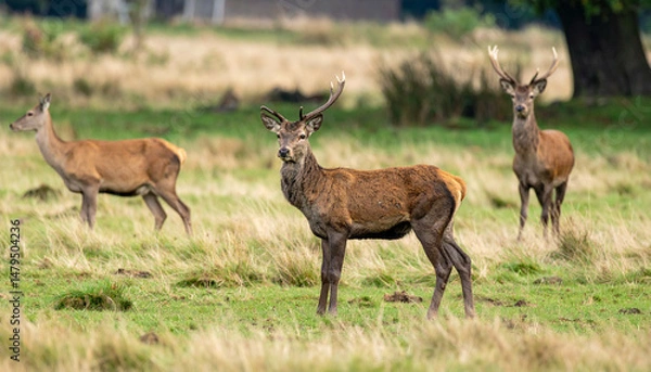 Obraz Deer grazing in a grassy field, with two stags and one doe looking towards the viewer