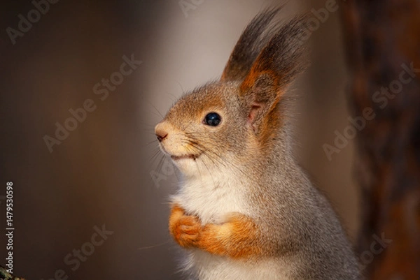 Obraz Portrait of a very beautiful squirrel Very close up! Sciurus vulgaris.