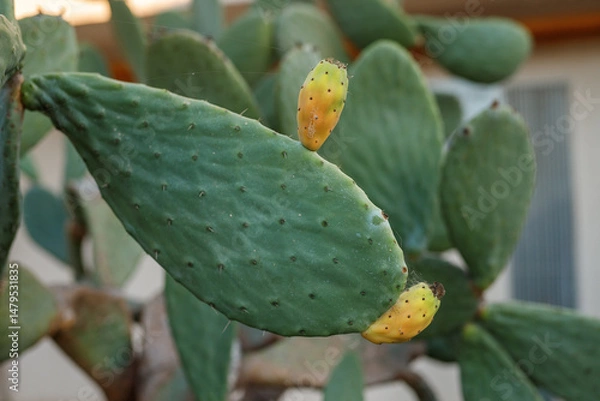 Obraz Opuntia cactus plant with ripe prickly pears cactus