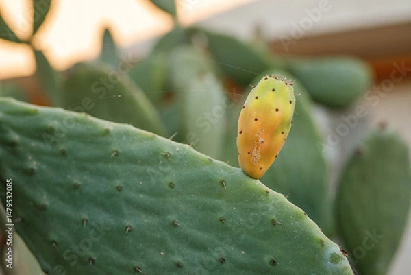 Obraz Opuntia cactus plant with ripe prickly pears cactus