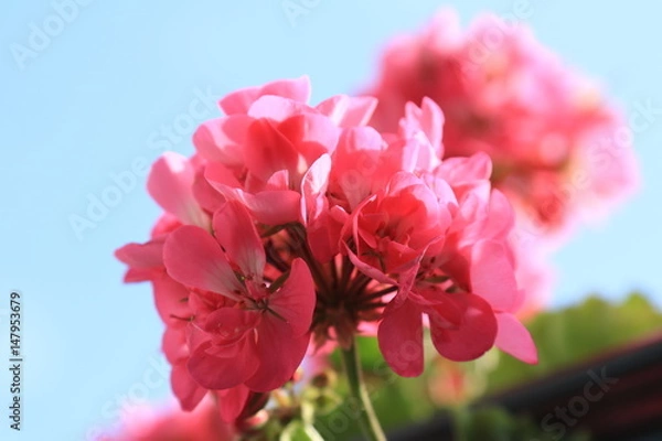 Obraz Pelargonia